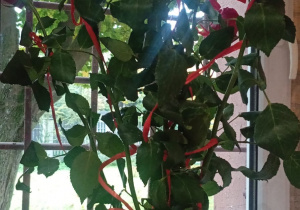 Dzień Edukacji Narodowej. Kwiaty